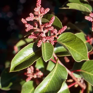 Rhus ovata, top of Portezuella grade, Santa Cruz Island