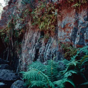 wet bank in canyon, above Dicks Harbor, Santa Cruz Island