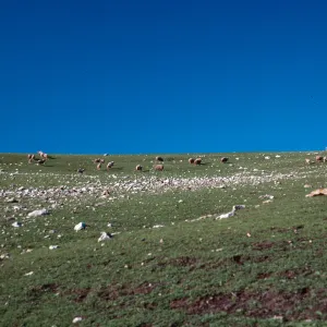 sheep, Campo Grande Road, East end, Santa Cruz Island