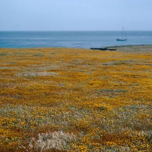 Fraser Point, Santa Cruz Island