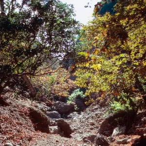 Acer in Dicks Harbor Canyon, Santa Cruz Island