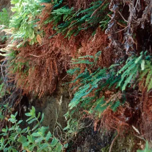 Adiantum pedatum, Mimulus, Tinkers Cove, Santa Cruz Island