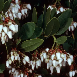 Arctostaphylos insularis, upper Islay Canyon, Santa Cruz Island