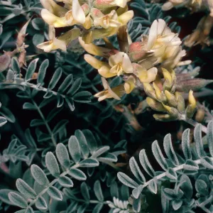 Astragalus miguelensis, North of Forneys Cove, Santa Cruz Island