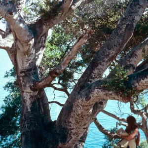 Autograph Tree, Pelican Bay, Santa Cruz Island
