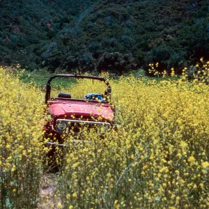Brassica nigra, road to Valley Peak, Santa Cruz Island