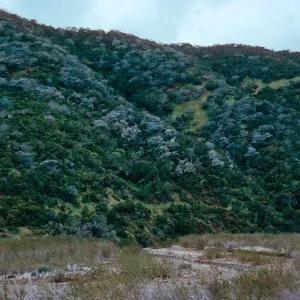 Ceanothus arboreus in chaparral, West of field station, Santa Cruz Island