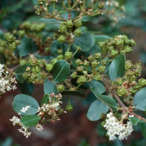 Ceanothus megacarpus insularis, CaÃ±ada Del Puerto, Santa Cruz Island