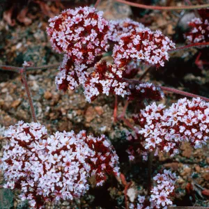 Chorizanthe wheeleri, SC-2721, San Justiniano, Santa Cruz Island