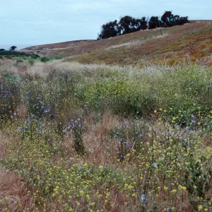 Cichorium, East of Christy Ranch, Santa Cruz Island