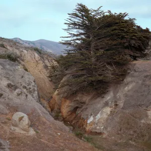 Cupressus, Sauces Canyon, Santa Cruz Island