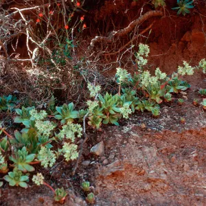 Dudleya candelabrum, SC-2740, Santa Cruz Island