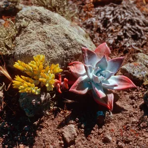 Dudleya candelabrum x Dudleya greenei, West Point ridge, Santa Cruz Island