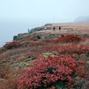 Eriogonum grande rubescens, blufftops, East of West Point, Santa Cruz Island
