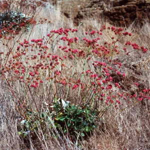 Eriogonum grande rubescens, North of Î” Mesa, West end, Santa Cruz Island, specimen SC-1413