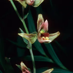 Epipactis gigantea, Cottonwood Canyon, Santa Cruz Island