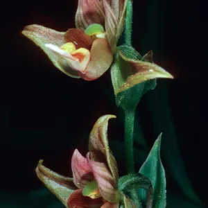 Epipactis gigantea, Cottonwood Canyon, Santa Cruz Island