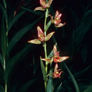 Epipactis gigantea, Cottonwood Canyon, Santa Cruz Island