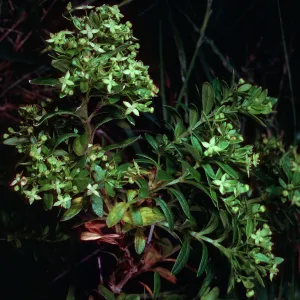 Galium buxifolium, sea bluffs, West of Eagle Canyon, Santa Cruz Island