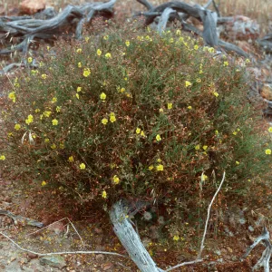 Helianthemum greenei, East of Twin Harbor, Santa Cruz Island