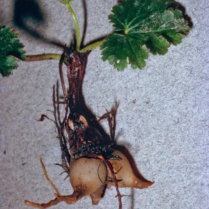 Jepsonia malvifolia, SC-3022, Santa Cruz Island