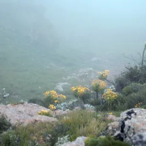 Arabis hoffmannii site, North of Centinela, Santa Cruz Island