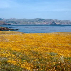 Lasthenia, East of Fraser Point, Santa Cruz Island