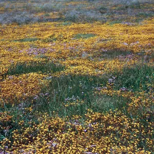 Lasthenia, Fraser Point, Santa Cruz Island