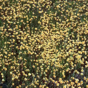 Layia (tidy tips) , East end of road to Fraser Point, Santa Cruz Island