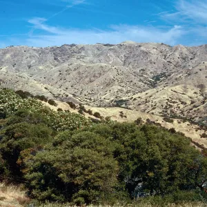 Lyonothamnus, head of CaÃ±ada de la Mina, Santa Cruz Island