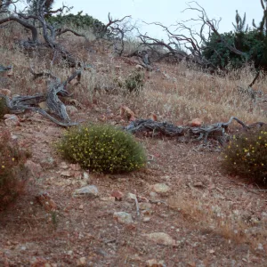 2 Helianthemum species + hybrid, East of Twin Harbor, Santa Cruz Island