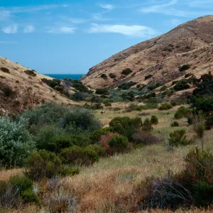 Marrubium on flats, lower Horqueta Canyon, Santa Cruz Island