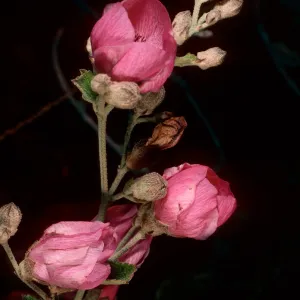 Malacothamnus fascicullatus var. nesioticus, Christy outhouse, Santa Cruz Island