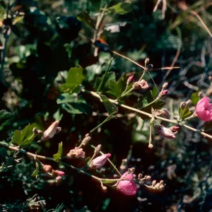 Malacothamnus, Christy Ranch, Santa Cruz Island