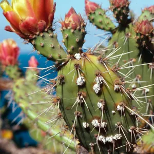 Opuntia littoralis w/ Cochineal, North-West of coastal bluffs, Santa Cruz Island