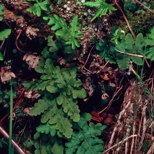 Pityrogramma triangularis, just West of Lyndals House, Santa Cruz Island