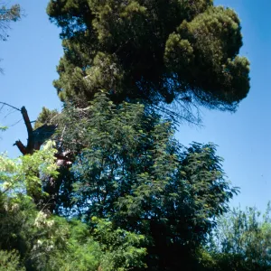 Pinus pinea, Prisoners Harbor, Santa Cruz Island