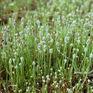 Plantago insularis, North of Ragged Mountain, Santa Cruz Island