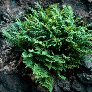 Polypodium californicum, just West of Prisoners Harbor, Santa Cruz Island