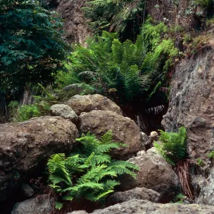 Woodwardia, lower Dicks, Santa Cruz Island