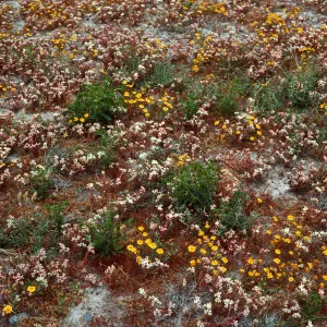 Dudleya nesiotica, Lasthenia, Forneys Cove, Santa Cruz Island