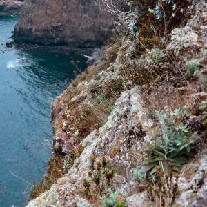 Arabis hoffmannii, on bluffs, Platts Harbor, Santa Cruz Island