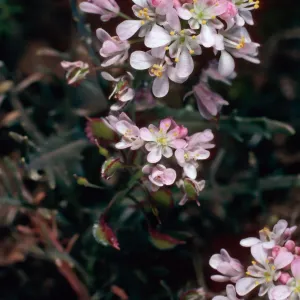 Thysanocarpus conchuliferus, three-quarter mile West of Picacho Diablo, Santa Cruz Island