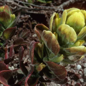 Castilleja mollis, Carrington Point pasture, Santa Rosa Island