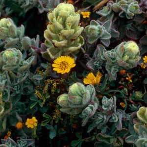 Castilleja mollis (soft-leaved paintbrush), Layia (tidy tips) , West side of Carrington Point, Santa Rosa Island