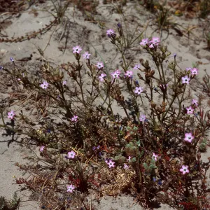 Gilia tenuiflora hoffmannii, SR-417, South of Old Ranch House Canyon, Santa Rosa Island