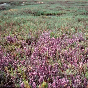 Cordylanthus maritimus, Carpinteria Salt Marsh, Santa Barbara County