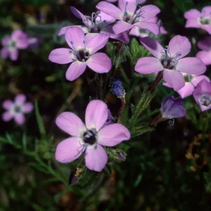 Gilia tenuiflora hoffmannii, Santa Barbara Botanic Garden