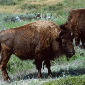 bison, road to Isthmus, Catalina Island