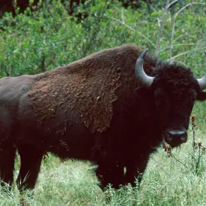 bison, Cottonwood Canyon, Catalina Island
